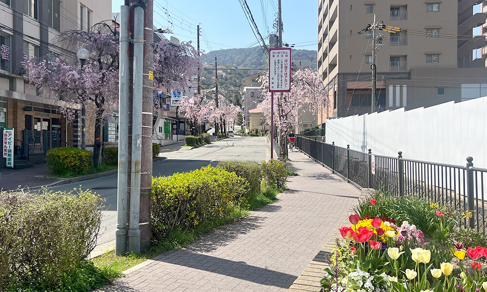 桜