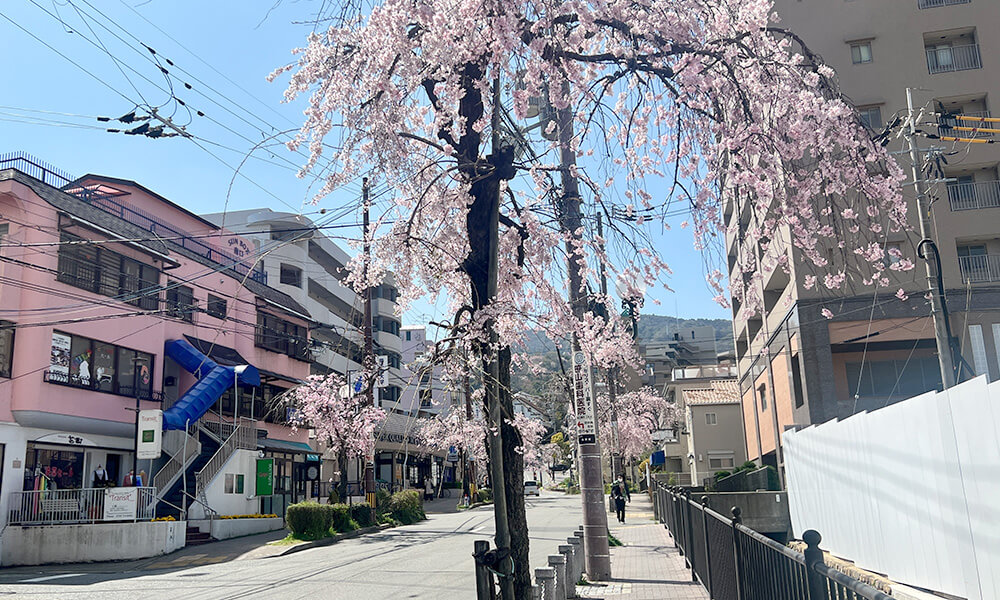 桜