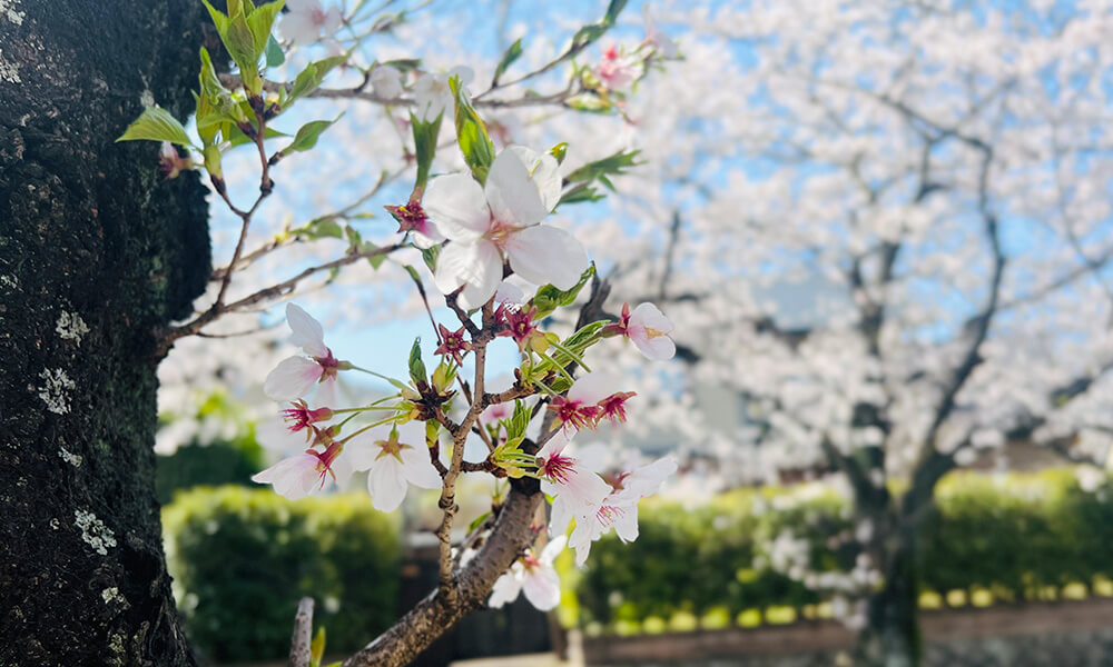 桜