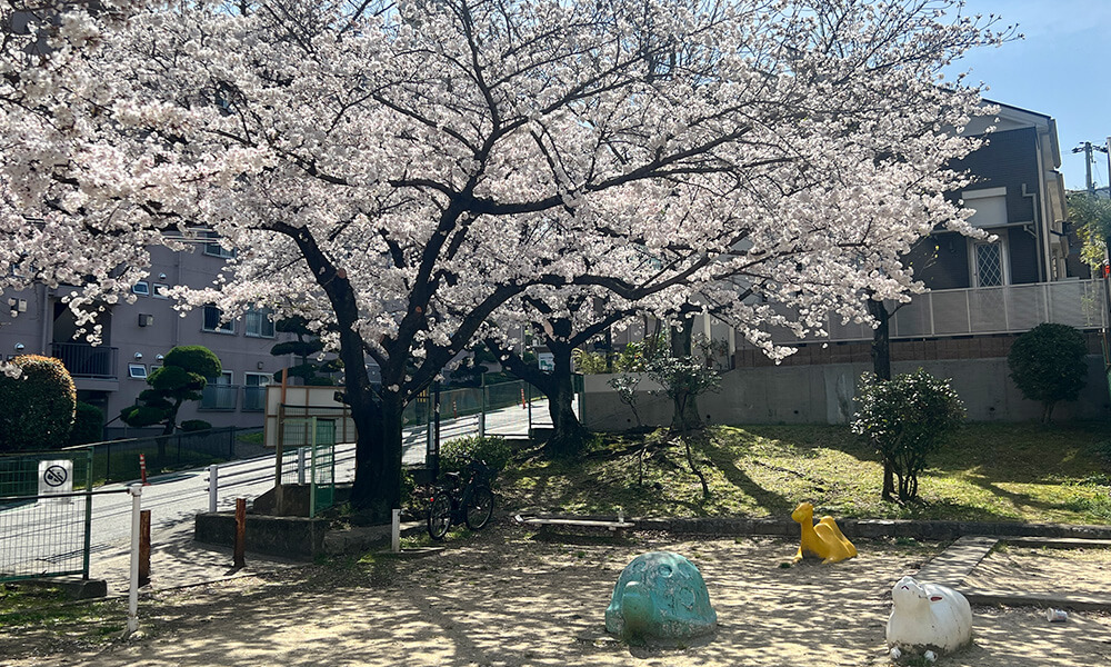 桜