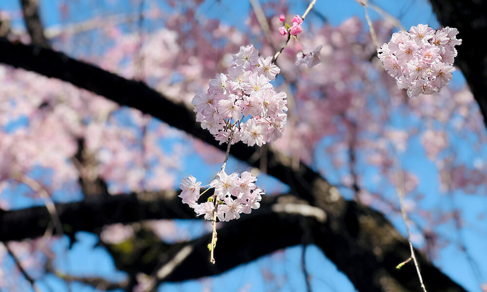 桜