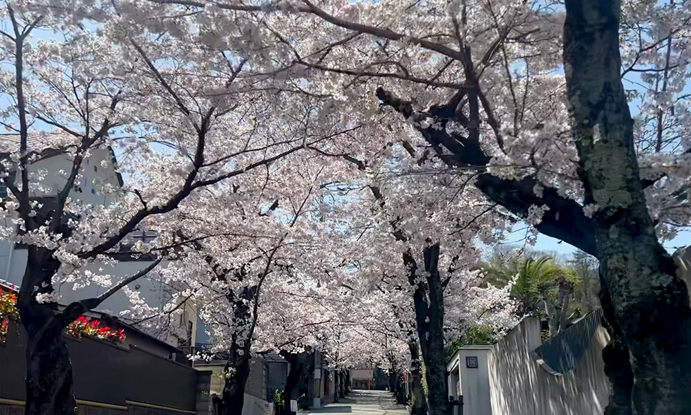 桜トンネル