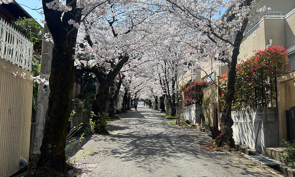 桜トンネル