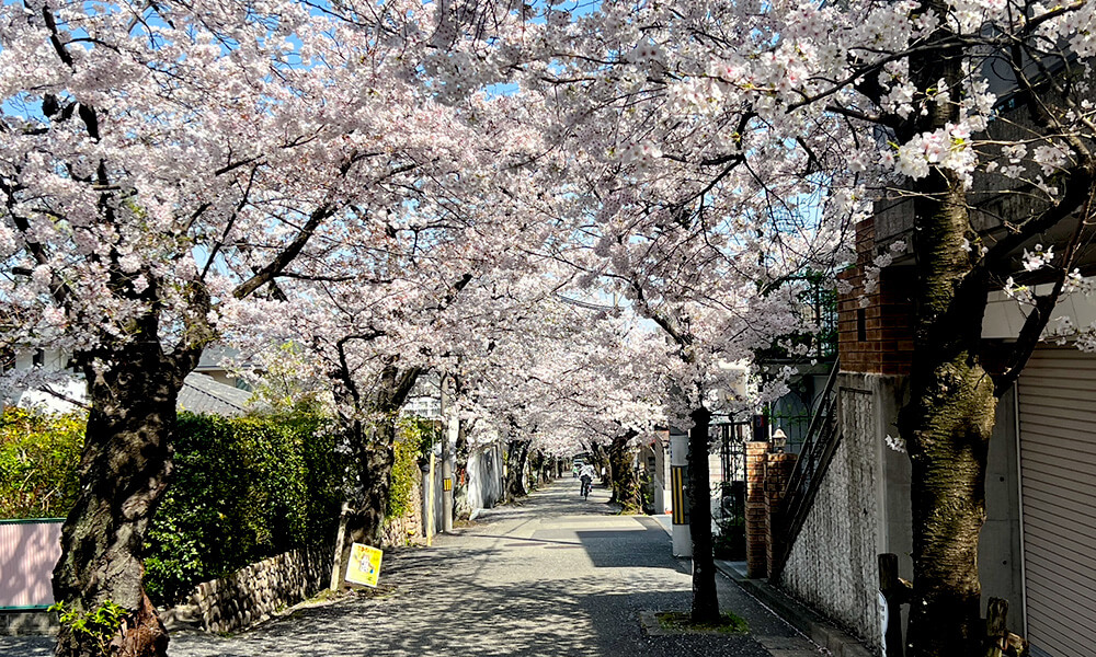 桜トンネル