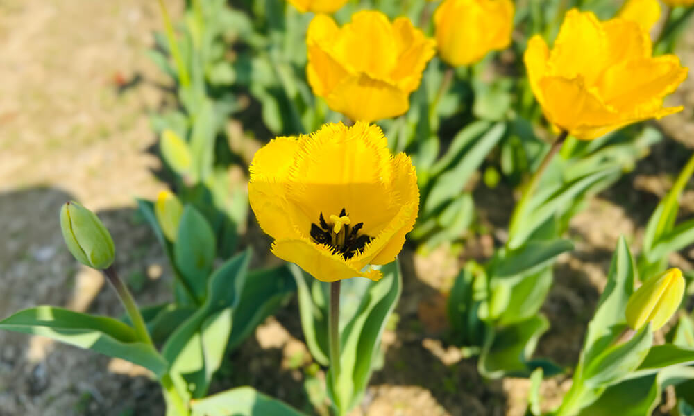 万博記念公園の花