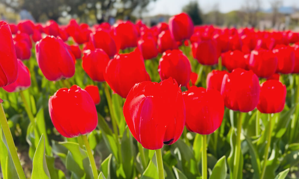 万博記念公園のチューリップ畑