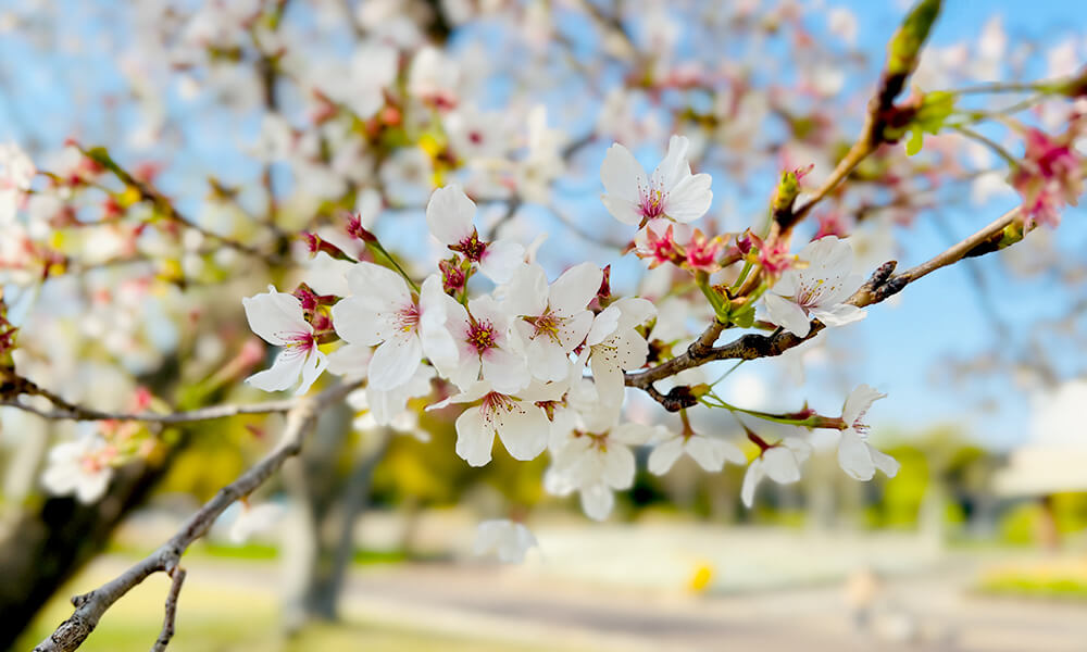 万博記念公園の桜