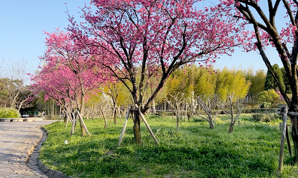 万博記念公園