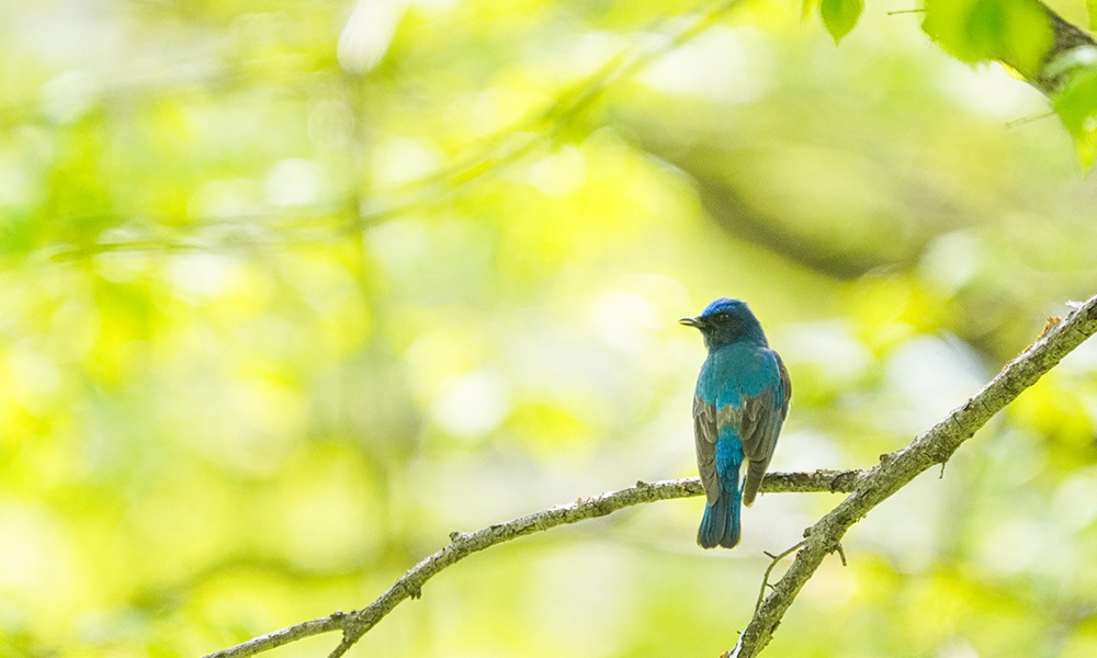 鳥のさえずり