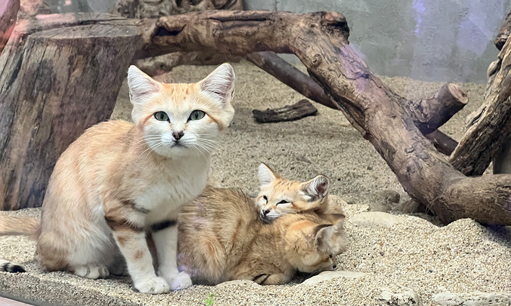 動物園のスナネコ