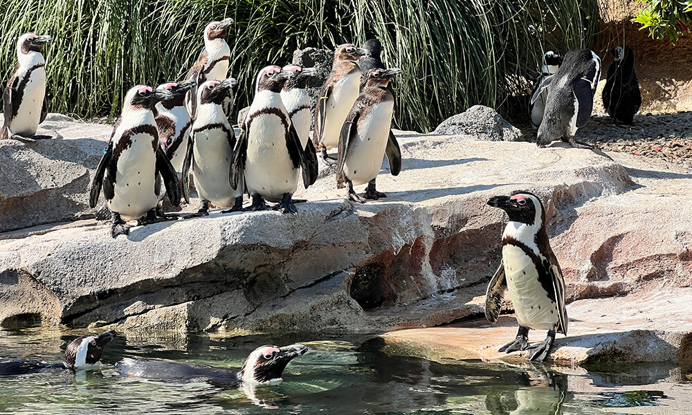 動物園のペンギン